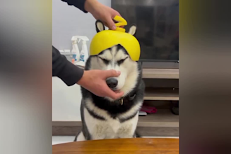 create funny animals videos, funny pets compilations for youtube
