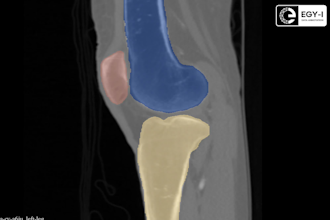 offer medical annotation services for ai model training