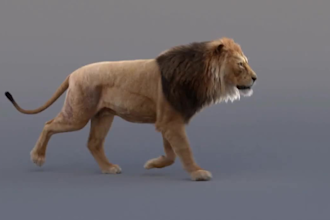 integrate 3d animal animation, 3d animal rigging,3d animal model, xgen hair, fur