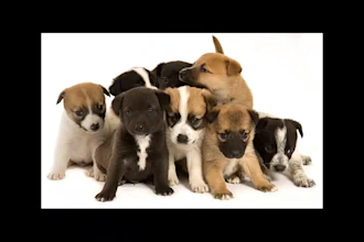 write guest post on dog pet cat website contextual backlinks for SEO high da DR