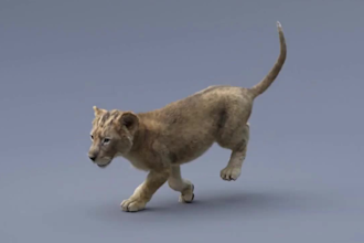 create 3d character design, 3d animal animation, 3d animal model, xgen fur