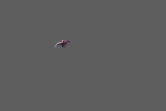 do vfx roto and paint