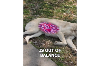 create dropshipping video ads and facebook ads