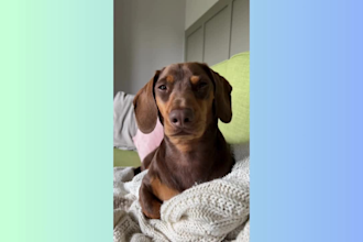create relatable unboxing, product demo and ads for your dog product