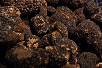 help you train your dog to find truffles