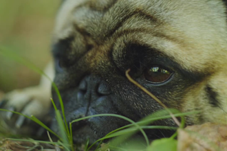 create dogs relaxing music videos for youtube