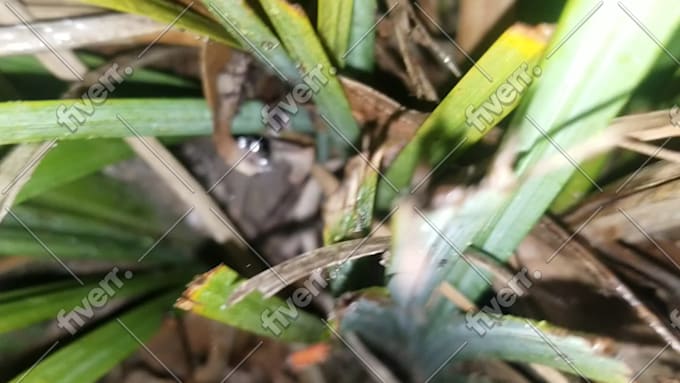 scream your name into a bush
