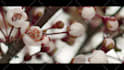 create amazing promotional video