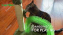 be a cat model for you