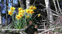 be your magical Leprechaun on video