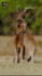 create copyright free wildlife nature shorts for tiktok creativity program
