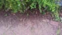 scream your name into a bush