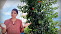 make a professional live action hindi spokesperson video