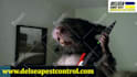 do funny short pest control video