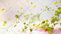 create an nature flower flying leaves intro