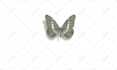 create butterfly logo  intro animation in HD