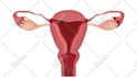 make medical illustrations, anatomy diagrams and presentations