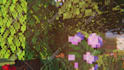 create a minecraft animation