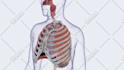 make 3d medical and character animation
