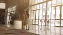 do Custom PRO Quality Promotional Video Commercial