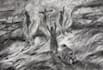 draw  charcoal drawings for books