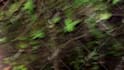 scream your name into a bush