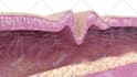 create 3d medical animation