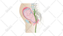 make medical illustrations, anatomy diagrams and presentations