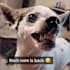 make funny dogs compilation videos for youtube and facebook