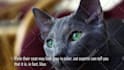 do viral, gaming, and all video editing, copyright free content