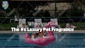 create this funny video ad of dogs chilling at the pool