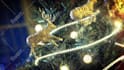 edit your night club party videos or promo animation