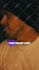 edit captions graphics music emojis transition
