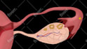 make medical illustrations, anatomy diagrams and presentations