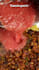 create cooking video recipe