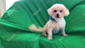 make talking dog and talking cat video message