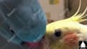 make funny dogs compilation videos for youtube and facebook