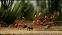 do a funny ants promo
