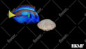 design and animate your holographic 3d animation