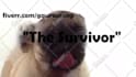 make a pug lick your logo or text only