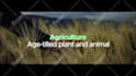 turn your words into smooth typography animation videos