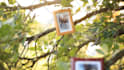 create a magical photo slideshow for your loved ones