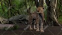 create a 3d animation video featuring cartoon characters