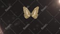 create butterfly logo  intro animation in HD