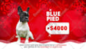 create merry christmas promo video g06