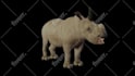 create 3d model animal low poly and realis texture