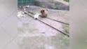make funny dogs compilation videos for youtube and facebook
