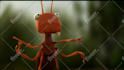 do a funny ants promo