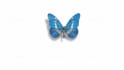 create butterfly logo  intro animation in HD
