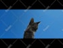 remove unwanted objects from video, and do any vfx cleanup